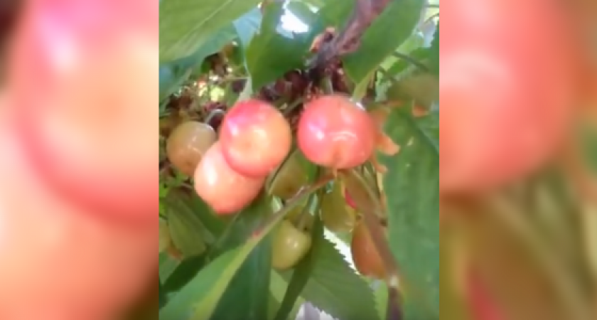В Новороссийске начала созревать черешня (видео)