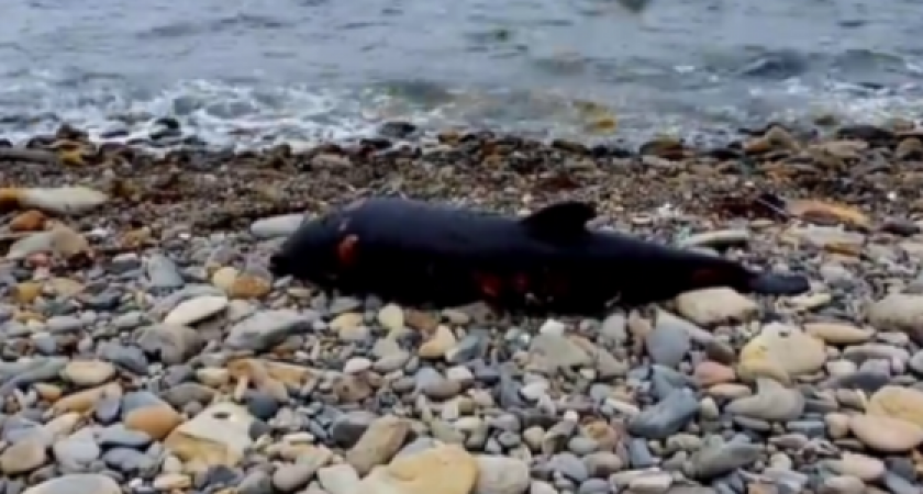 «Некоторые трупы полностью черные». На пляжах Сочи, Анапы,  Геленджика и Новороссийска обнаружили около сотни мертвых дельфинов
