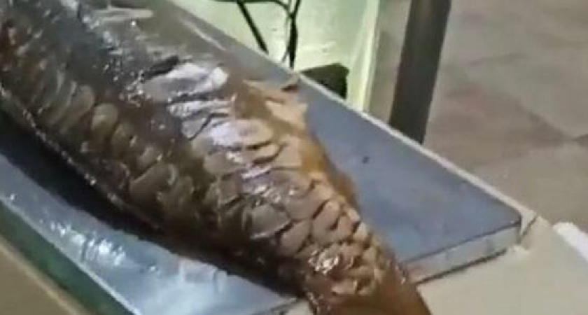 На Центральном рынке Новороссийска продают рыбу «с запашком»