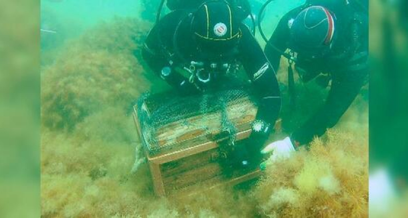 Золотые монеты и кости в сундуке: в пригороде Новороссийска скоро появится подводный музей