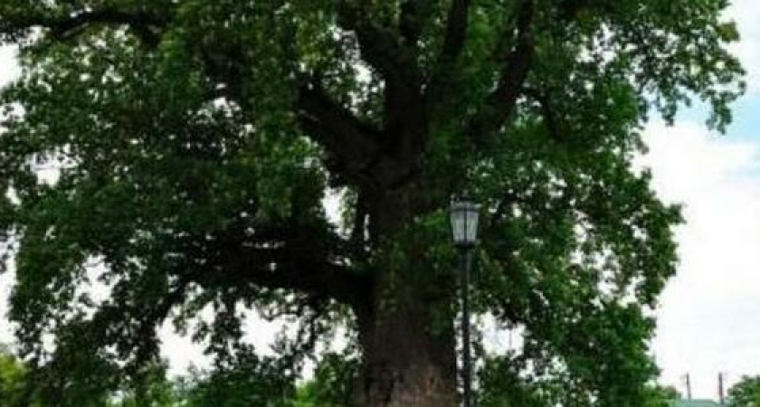Новороссийский дуб получили статус памятника природы