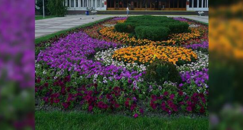 В следующем году на клумбах Новороссийска появятся 13 видов новых цветов