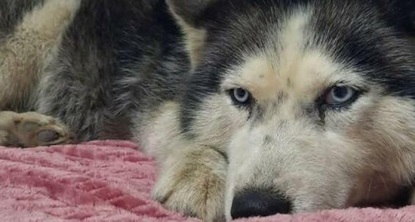 Волонтеры собирают деньги на лечение беременной хаски, которую неизвестные выбросили из машины