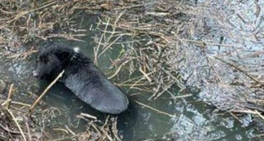 В Новороссийске спасатели достали собаку, которая угодила в ливневку