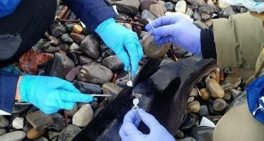 В поселке Мысхако нашли мертвого дельфина