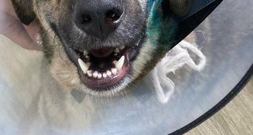 Стрелял дробью, добивал арматурой: в Новороссийске возбуждено уголовное дело за издевательство над бездомным псом