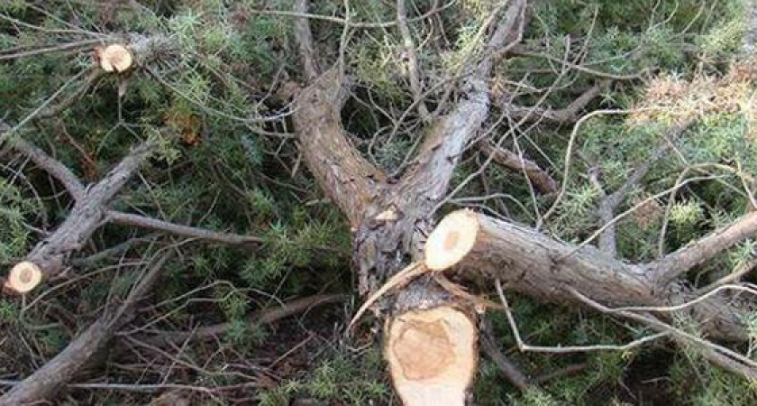Ущерб на 6 миллионов: в Новороссийске вырубили 46 краснокнижных можжевельников