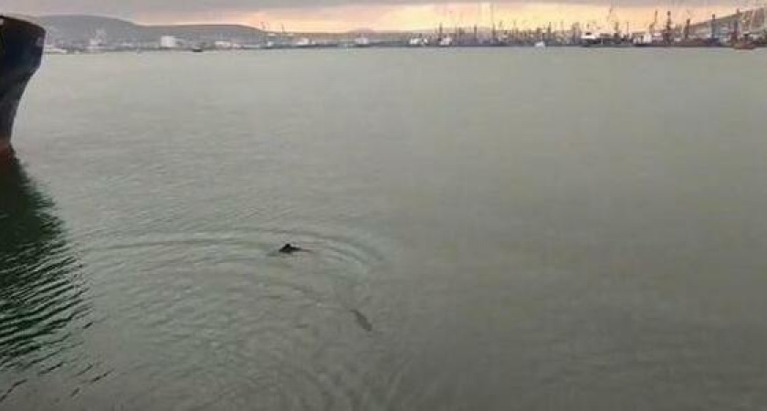 В бухту Новороссийска приплыли крошечные дельфинята: умилительное видео