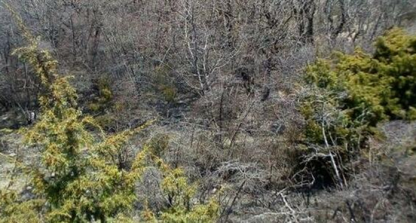 В Новороссийске потушили пожар на горе Колдун площадью 1,6 га