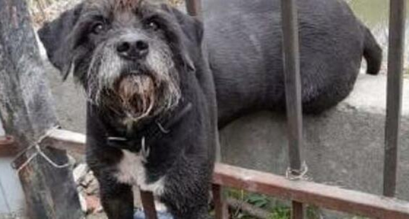 "Собакен свободен!": спасатели Новороссийска помогли псу, который попал в беду