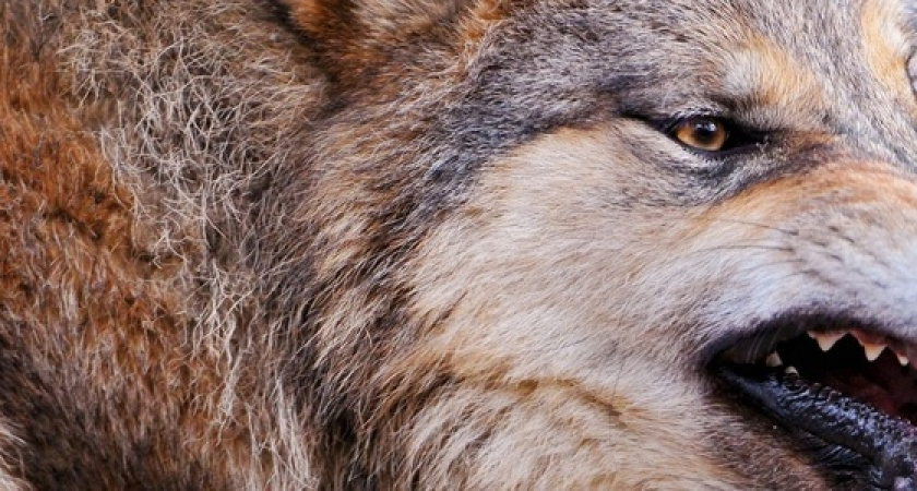 Охотники застрелили волка, нападавшего на животных в Новороссийске