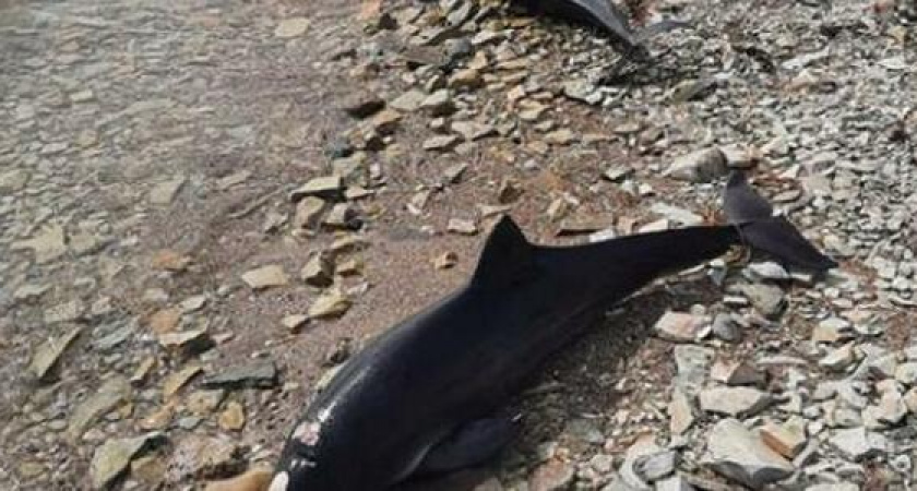 "На шкурах пятна, брюшная стенка деформирована": активисты готовят обращение в Роспотребнадзор из-за массовой гибели дельфинов в Черном море