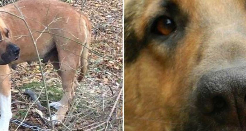 Две собаки - две ужасающие истории: как хозяева бросили умирать своих питомцев в Новороссийске