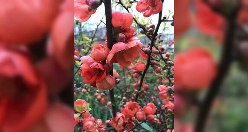 Фиалки и пение птиц. 30 завораживающих весенних фото и видео Новороссийска