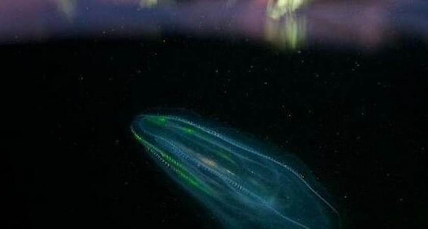 Новороссийский фотограф сделал завораживающие снимки Гребневика Мнемиопсиса. Это чужеродный вид для Чёрного моря