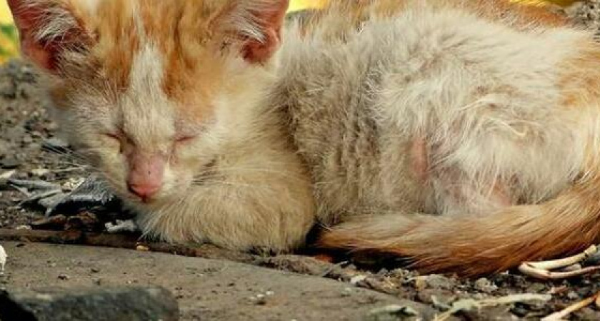 За выброшенных на улицу животных теперь будут штрафовать на 30 тысяч рублей