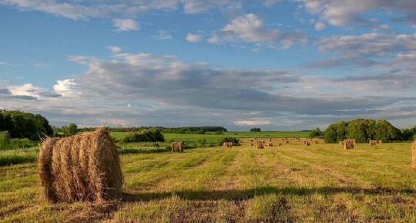 Жителю Новороссийска грозит 5 лет колонии за поджог сена