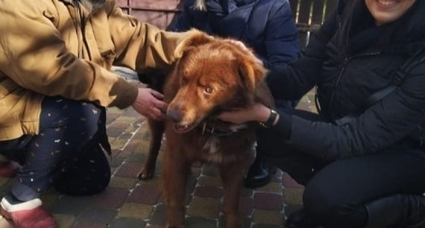 «Каштан пять лет жил на передержке». Еще один слепой пес обрел любящую семью в Новороссийске