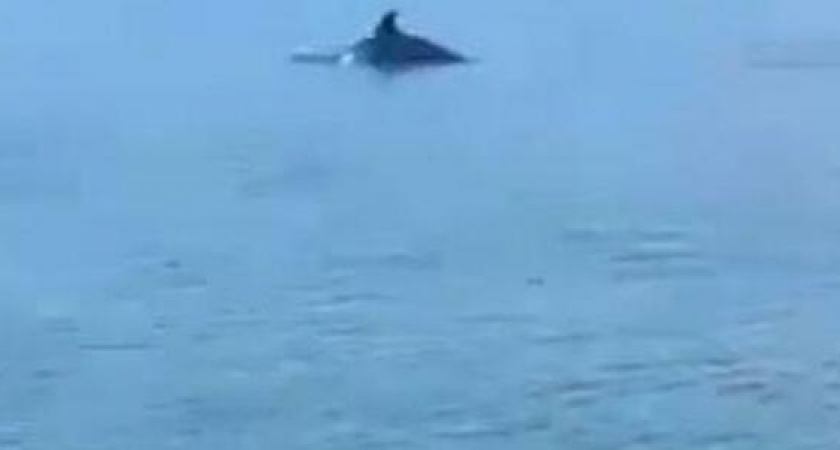 Дельфины приплыли прямо к крейсеру «Михаил Кутузов» в Новороссийске