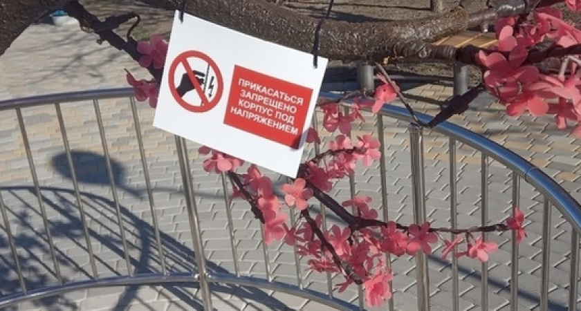 Суровое новороссийское благоустройство. Защиту сакур у ЗАГСа  усилили забором и током