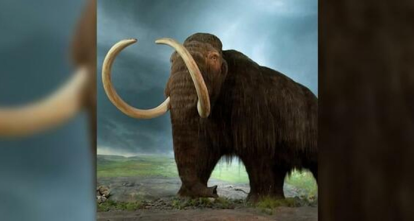 «Из воды были вытащены две громадные тазовые кости». Как отставной солдат нашел останки мамонта на Кубани