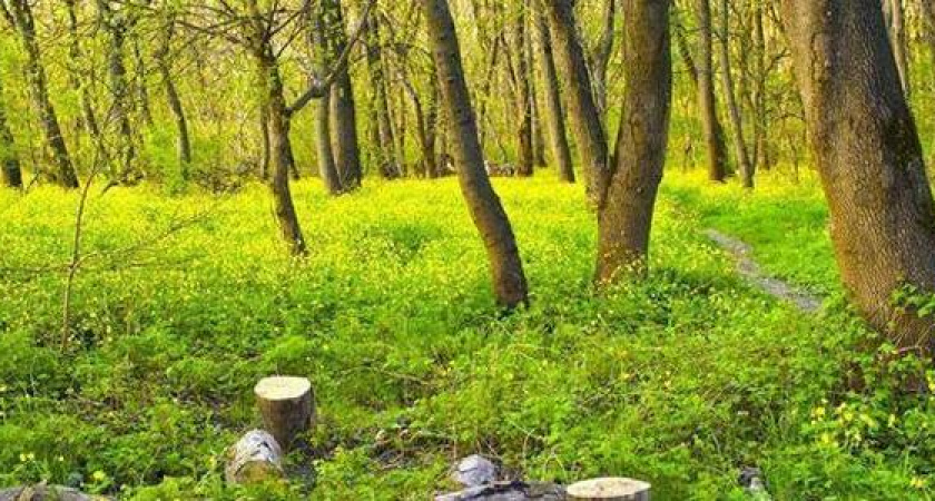 В Новороссийске возбуждено уголовное дело по факту вырубки деревьев в Цемесской роще