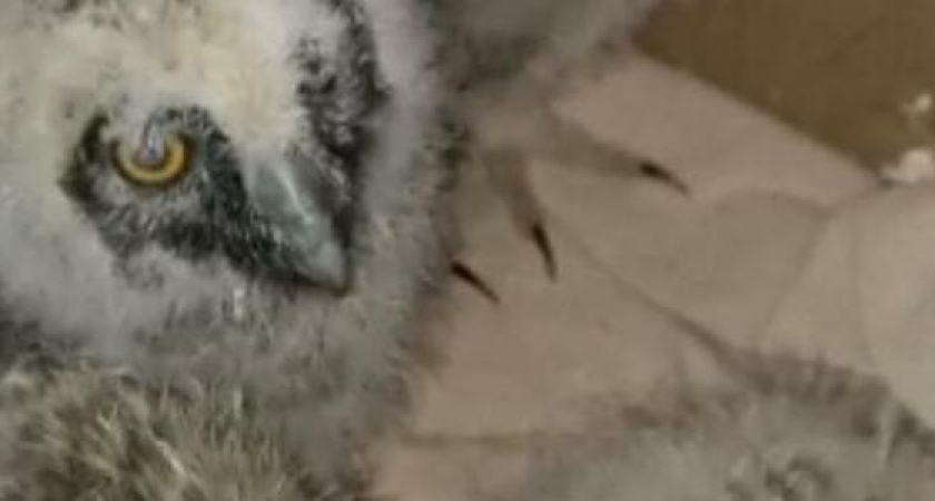 Новороссийский волонтёр выхаживает «скрипящих» совят: милое видео