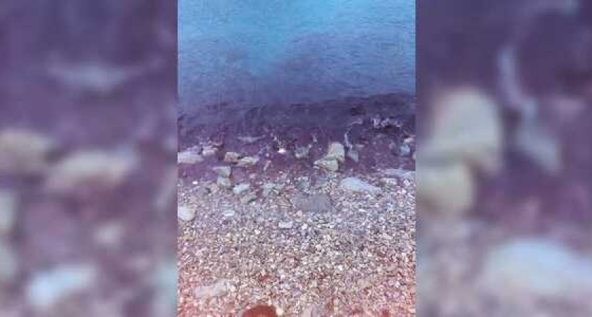 Вода в Новороссийской бухте окрасилась в кровавый цвет (видео)