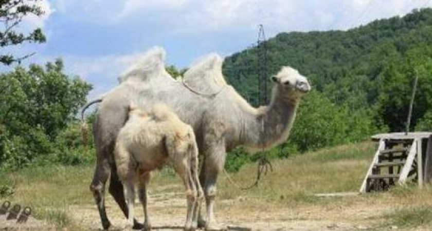 Под Новороссийском можно попробовать верблюжье молоко за 3000 рублей