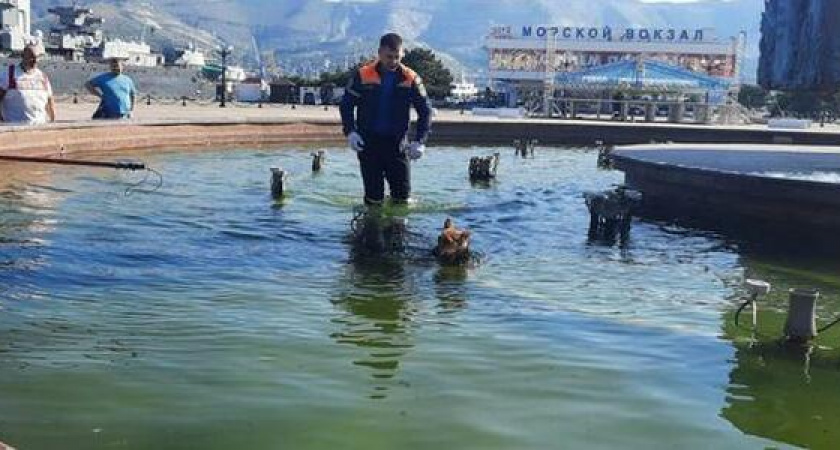 В Новороссийске спасатели помогли собаке, которая попала в фонтан
