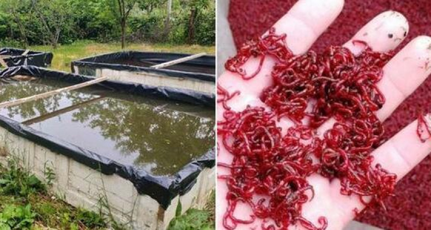 "Рой мух и комаров, запах навоза!": в Новороссийске рыбак разводит мотыля в крытых бассейнах. Соседи против