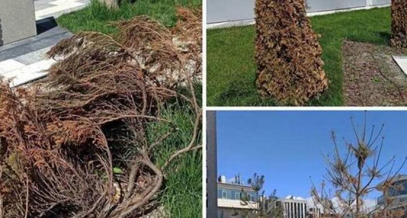 В Новороссийске в парке Фрунзе продолжают засыхать деревья. Что делают власти?