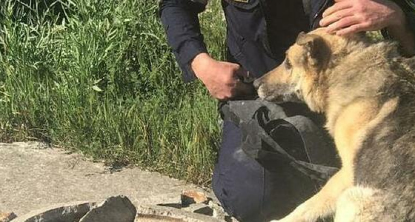 Спасатели Новороссийска достали из колодца старенького пса