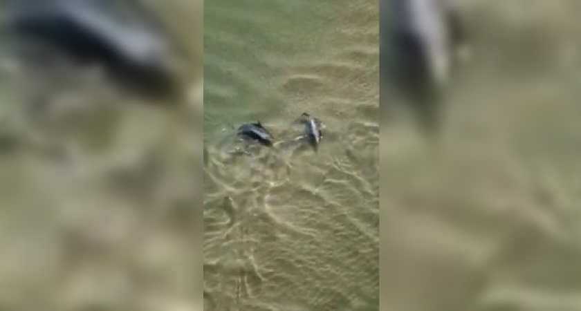 «Это волшебно!»: на Черноморском побережье сняли на видео танцующих дельфинов