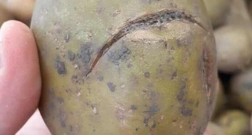 Зеленый картофель продают в одном из супермаркетов Новороссийска (видео)