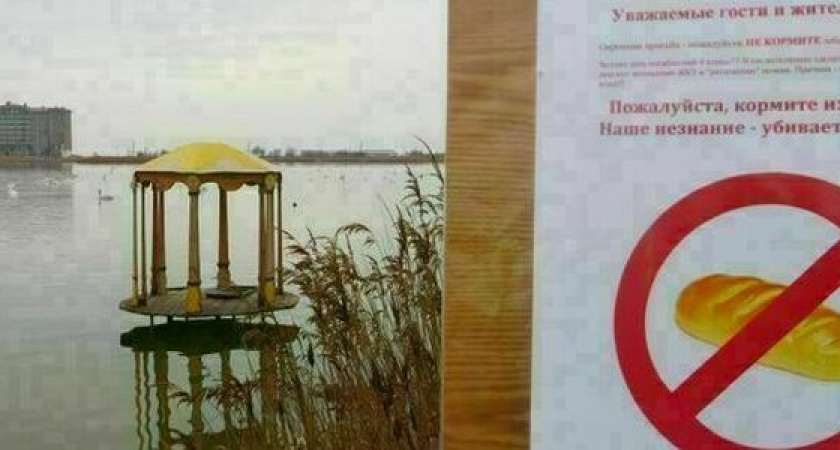 В Новороссийске установят таблички с просьбами не кормить птиц хлебом