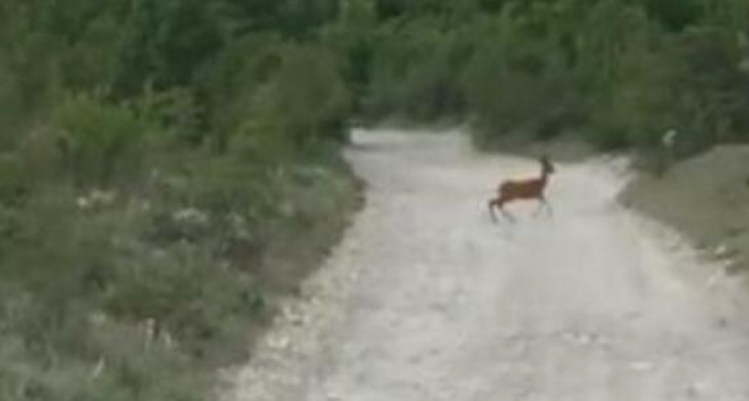 Житель Новороссийска встретил в лесу косулю и снял осторожное животное на видео