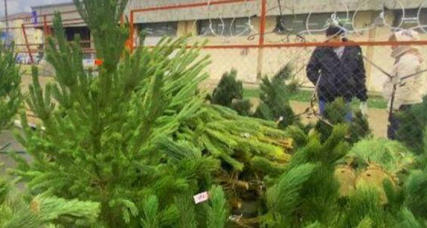 Реально ли купить красивую живую елку за 1500 рублей в Новороссийске? Цены, рекомендации и адреса