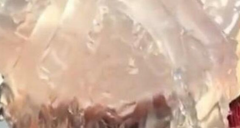 «Таких медуз я еще никогда в жизни не видел»: жители Новороссийска обсуждают видео ловца морских обитателей