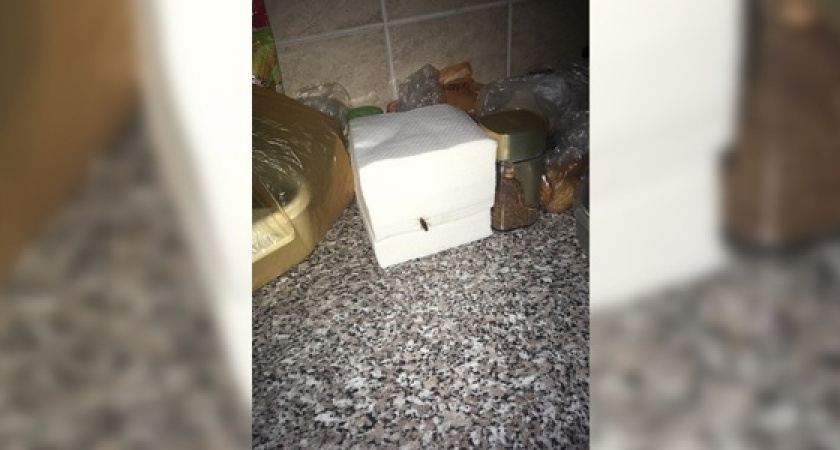 Жители Раевской пожаловались на тараканов в городской больнице Новороссийска