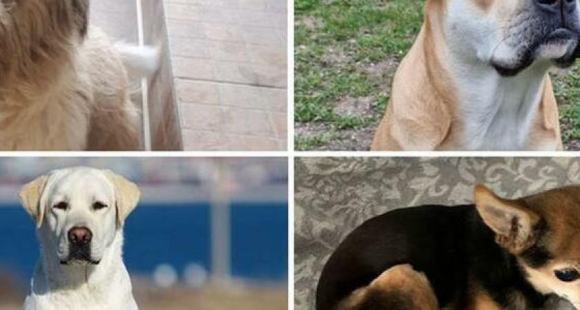 "Собака выла, билась о пол и умирала в муках": догхантеры отравили 25 собак новороссийцев за два месяца