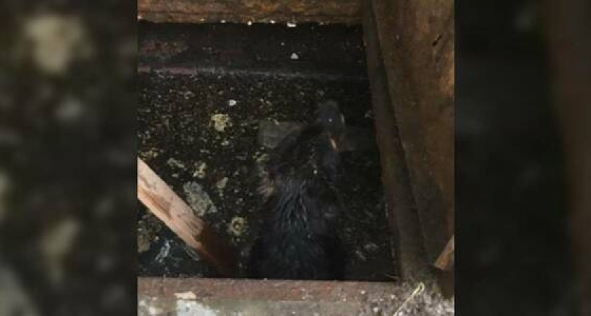 В Новороссийске собака едва не утонула в септике