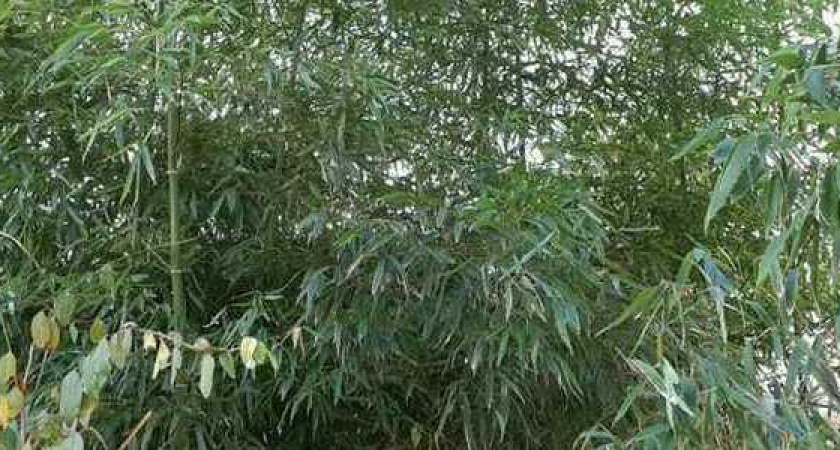 В Новороссийске посреди улицы вырос бамбук. И, судя по его внешнему виду, ему здесь хорошо