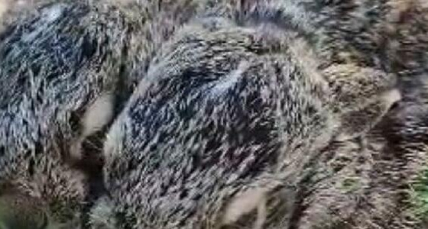 "Спасибо тебе, добрый человек!": в Новороссийске тракторист спас крошечных зайчат