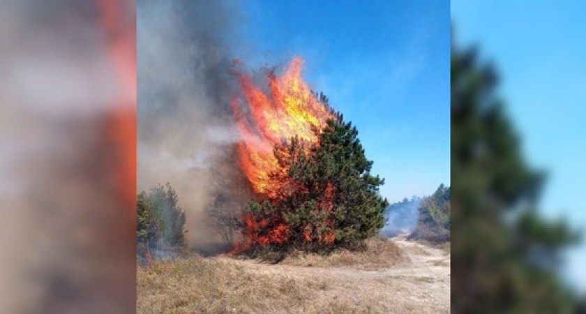 Печальная статистика: с начала недели в Новороссийске огонь уничтожил около 5 гектаров леса