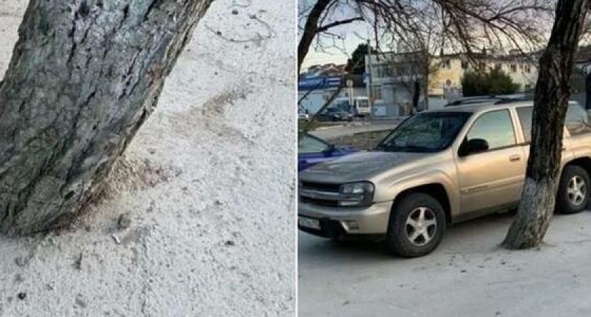 В Новороссийске деревья закатали в бетон, чтобы потом их вырубить