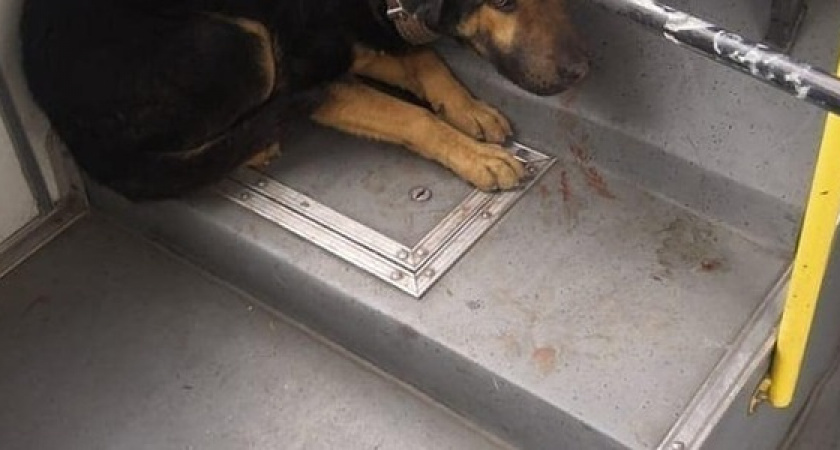 В Новороссийске собака запрыгнула в троллейбус и перепугала пассажиров