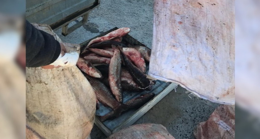 В Новороссийске задержали набитый пиленгасом автомобиль: добыча рыбы сейчас запрещена