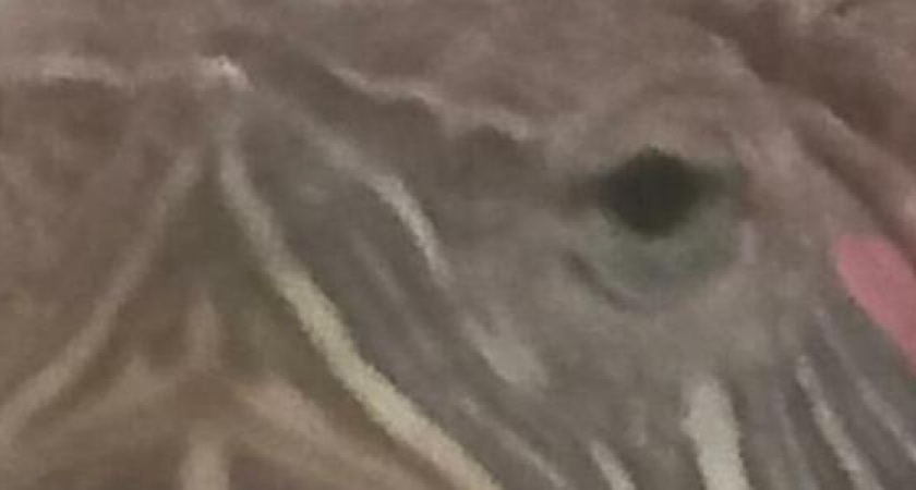 В Новороссийске продают черепаху за 4 000 000 рублей