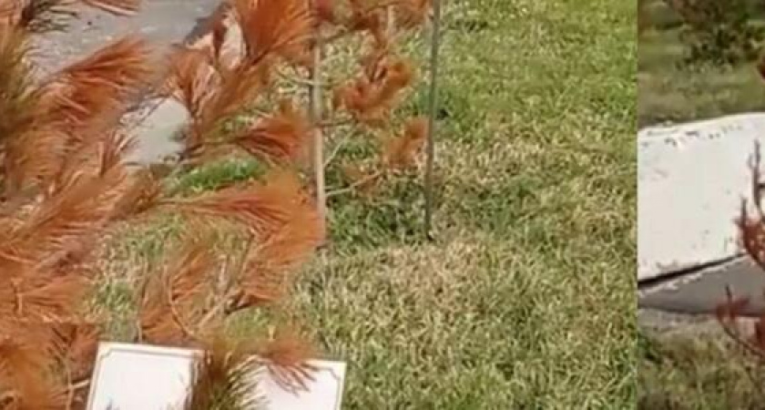 Власти Новороссийска планируют заменить погибающие кедры Великой Победы на тамариксы